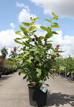 arbre-aux-anemones-aphrodite-calycanthus-aphrodite-5.jpg