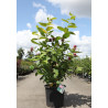 CALYCANTHUS APHRODITE® En pot de 25-30 litres buisson hauteur 100-125 cm