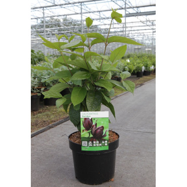 CALYCANTHUS floridus En pot de 3-4 litres buisson hauteur 030-040 cm