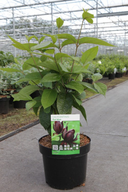 CALYCANTHUS floridus En pot de 3-4 litres buisson hauteur 030-040 cm