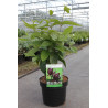CALYCANTHUS floridus En pot de 3-4 litres buisson hauteur 030-040 cm