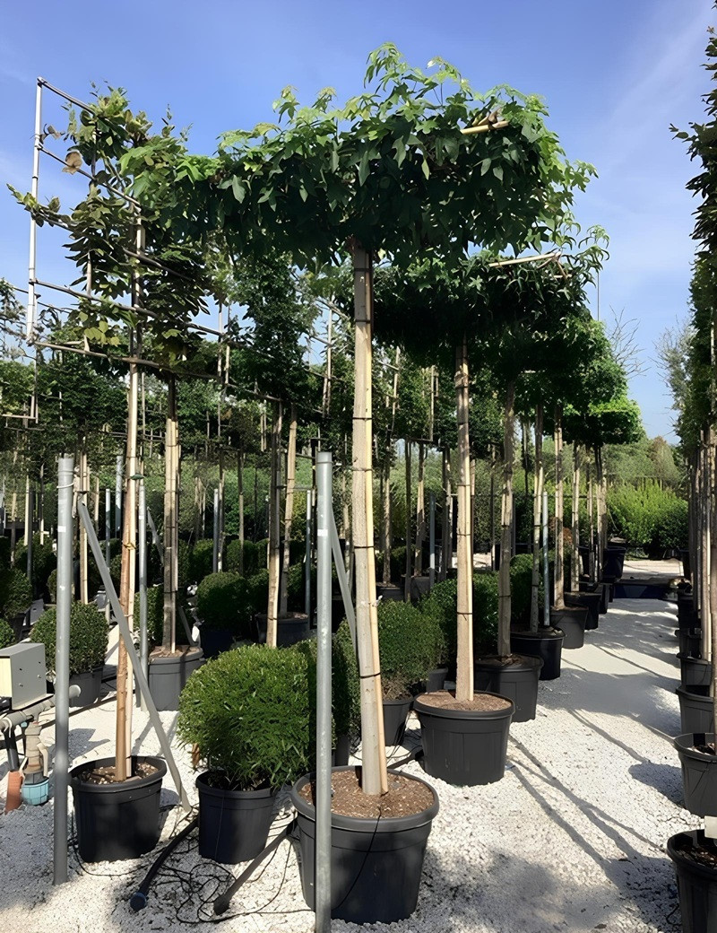 LIQUIDAMBAR styraciflua (Copalme d'Amérique) En pot forme plateau sur tige hauteur du tronc 190-210 LIQUIDAMBAR styraciflua (Copalme d'Amérique) En pot forme plateau sur tige hauteur du tronc 190-210