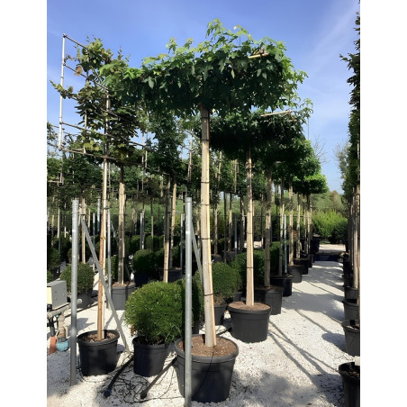 LIQUIDAMBAR styraciflua (Copalme d'Amérique) En pot forme plateau sur tige hauteur du tronc 190-210