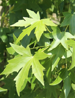 topiaire-copalme-damerique-liquidambar-styraciflua-3.jpg