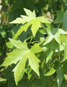 topiaire-copalme-damerique-liquidambar-styraciflua-3.jpg