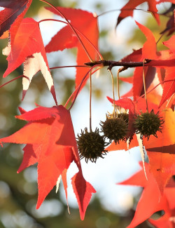 LIQUIDAMBAR styraciflua
