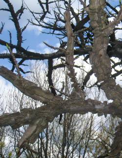 LIQUIDAMBAR styraciflua