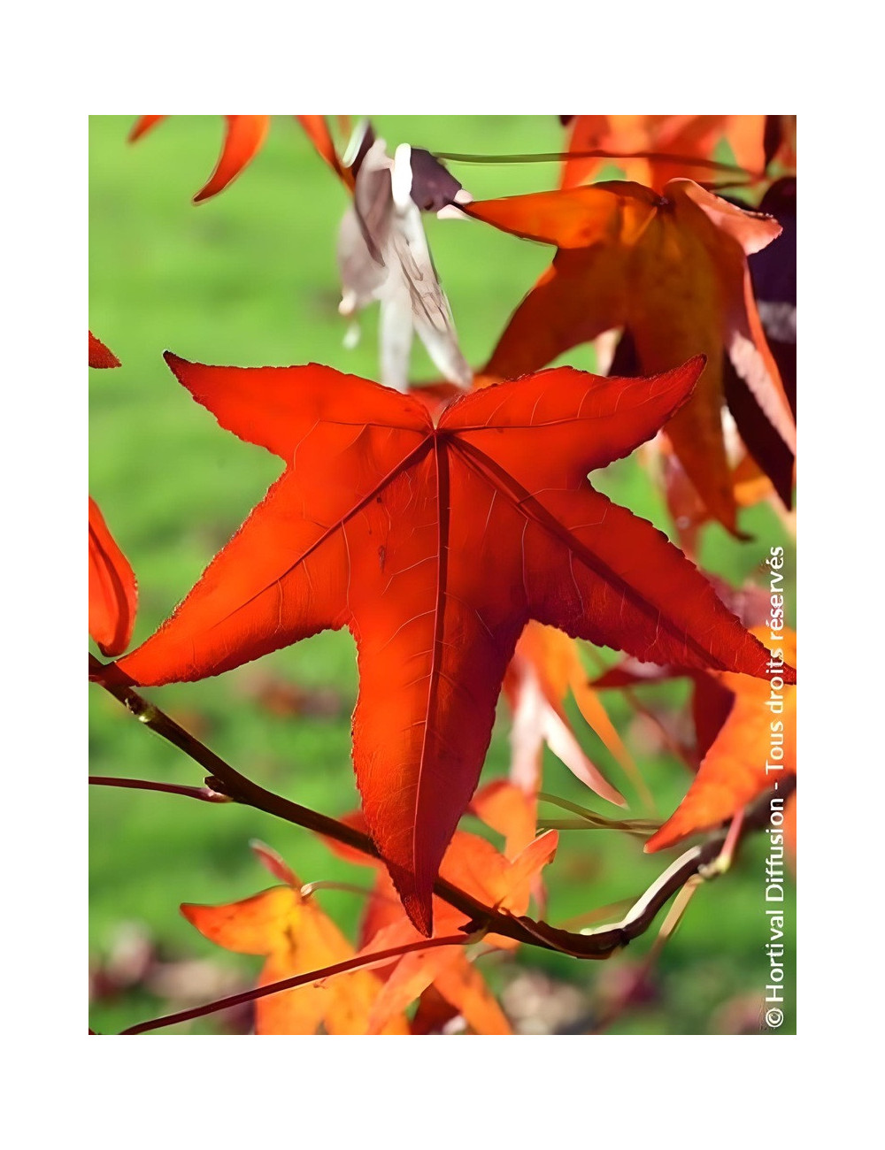 LIQUIDAMBAR styraciflua