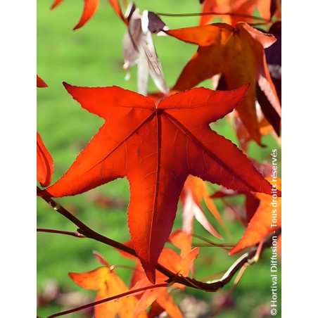 LIQUIDAMBAR styraciflua