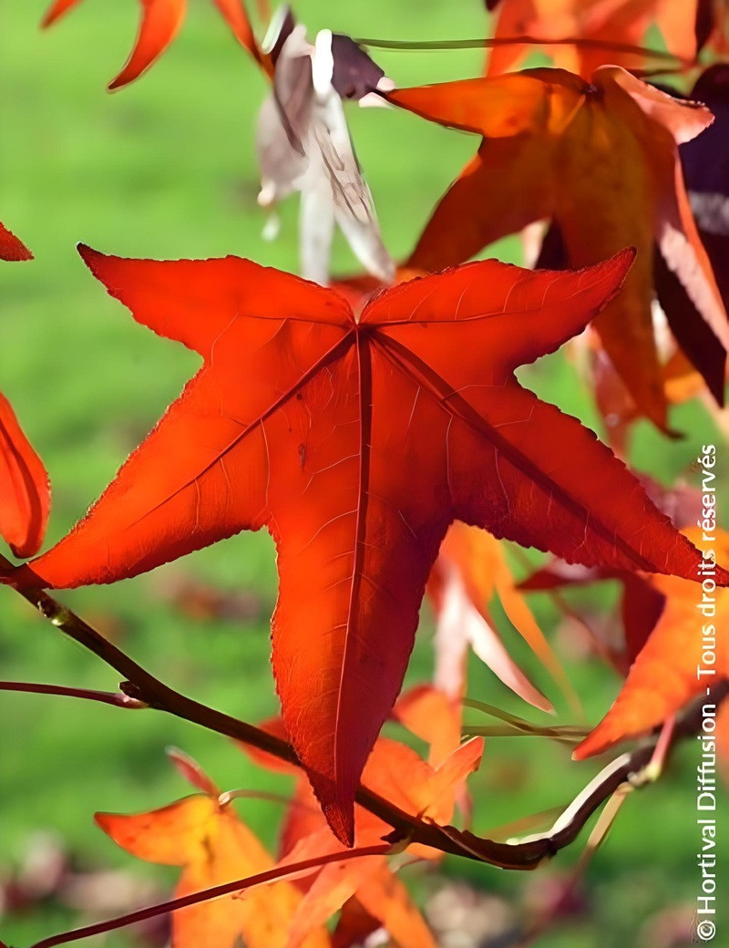 LIQUIDAMBAR styraciflua