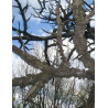 LIQUIDAMBAR styraciflua