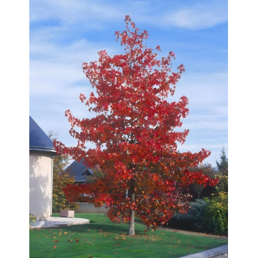 LIQUIDAMBAR styraciflua