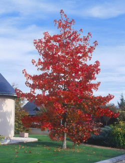 LIQUIDAMBAR styraciflua