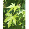 LIQUIDAMBAR styraciflua