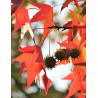 LIQUIDAMBAR styraciflua