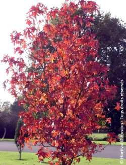 LIQUIDAMBAR styraciflua