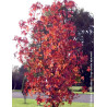 LIQUIDAMBAR styraciflua