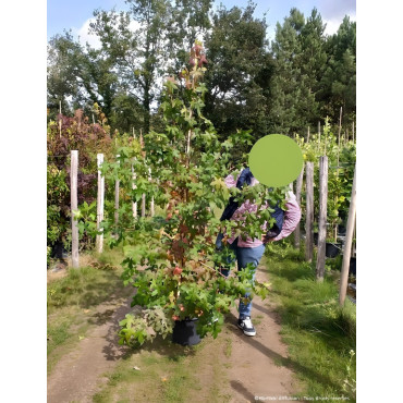LIQUIDAMBAR styraciflua En pot de 15-20 litres baliveau hauteur 150-200 cm