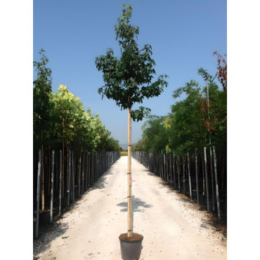 LIQUIDAMBAR styraciflua En pot de 35-50 litres tige hauteur du tronc 190-210 cm circonférence du tronc 10-12 cm
