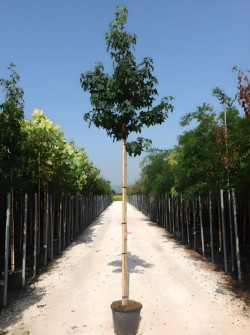LIQUIDAMBAR styraciflua En pot de 35-50 litres tige hauteur du tronc 190-210 cm circonférence du tronc 10-12 cm