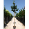 LIQUIDAMBAR styraciflua En pot de 35-50 litres tige hauteur du tronc 190-210 cm circonférence du tronc 10-12 cm