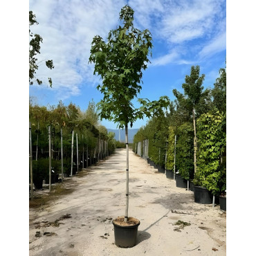LIQUIDAMBAR styraciflua En pot de 50-70 litres tige hauteur du tronc 190-210 cm circonférence du tronc 12-14 cm