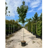 LIQUIDAMBAR styraciflua En pot de 50-70 litres tige hauteur du tronc 190-210 cm circonférence du tronc 12-14 cm