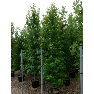 LIQUIDAMBAR styraciflua En pot de 35-50 litres tige branchue de la base hauteur 250-300 cm