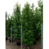 LIQUIDAMBAR styraciflua En pot de 35-50 litres tige branchue de la base hauteur 250-300 cm