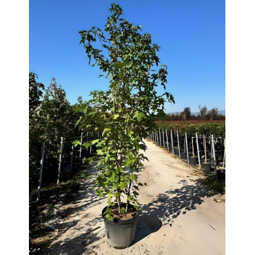 LIQUIDAMBAR styraciflua En pot de 35-50 litres cépée hauteur 250-300 cm