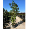 LIQUIDAMBAR styraciflua En pot de 35-50 litres cépée hauteur 250-300 cm