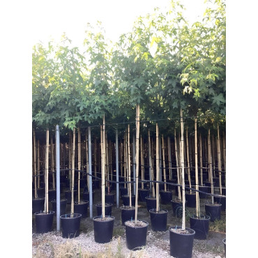 LIQUIDAMBAR styraciflua En pot de 30-35 litres tige hauteur du tronc 190-210 cm circonférence du tronc 08-10 cm