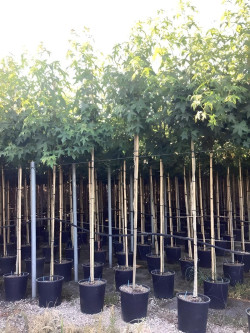 LIQUIDAMBAR styraciflua En pot de 30-35 litres tige hauteur du tronc 190-210 cm circonférence du tronc 08-10 cm