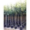 LIQUIDAMBAR styraciflua En pot de 30-35 litres tige hauteur du tronc 190-210 cm circonférence du tronc 08-10 cm