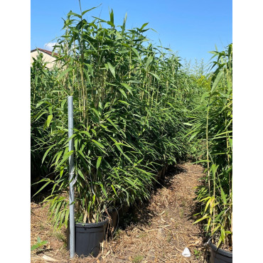 PSEUDOSASA japonica En pot de 35-50 litres buisson hauteur 150-175 cm