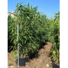 PSEUDOSASA japonica En pot de 35-50 litres buisson hauteur 150-175 cm