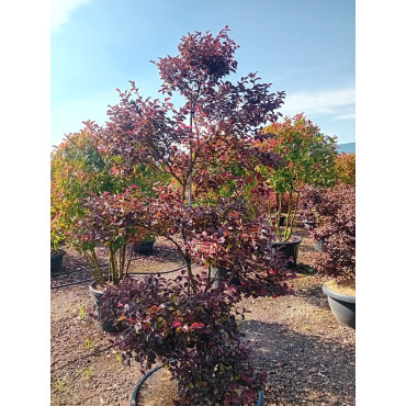 LOROPETALUM chinense BLACK PEARL En pot forme bonsaï