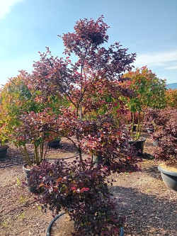 LOROPETALUM chinense BLACK PEARL En pot forme bonsaï