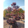 LOROPETALUM chinense BLACK PEARL En pot forme bonsaï