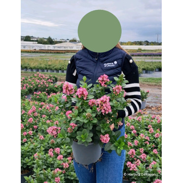 ESCALLONIA laevis PINK ELLE En pot de 4-5 litres buisson hauteur 040-060 cm
