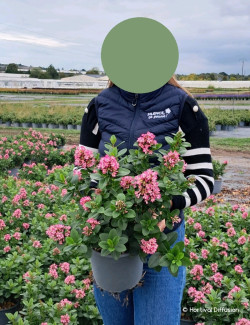 ESCALLONIA laevis PINK ELLE En pot de 4-5 litres buisson hauteur 040-060 cm