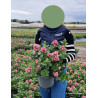ESCALLONIA laevis PINK ELLE En pot de 4-5 litres buisson hauteur 040-060 cm
