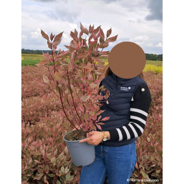 CORNUS alba MIRACLE En pot de 4-5 litres buisson hauteur 040-060 cm