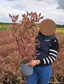 CORNUS alba MIRACLE En pot de 4-5 litres buisson hauteur 040-060 cm