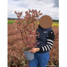CORNUS alba MIRACLE En pot de 4-5 litres buisson hauteur 040-060 cm