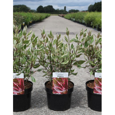 CORNUS alba MIRACLE En pot de 3-4 litres buisson hauteur 030-040 cm