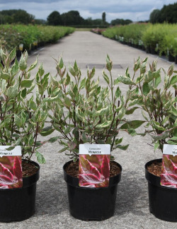 CORNUS alba MIRACLE En pot de 3-4 litres buisson hauteur 030-040 cm