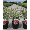 CORNUS alba MIRACLE En pot de 3-4 litres buisson hauteur 030-040 cm