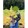 RHUS typhina DISSECTA En pot de 4-5 litres buisson hauteur 040-060 cm