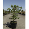 RHUS typhina DISSECTA En pot de 7-10 litres buisson hauteur 060-080 cm